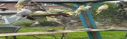 Cockatiels birds for sale: Various cockatiels for sale in Southampton - Advert 1