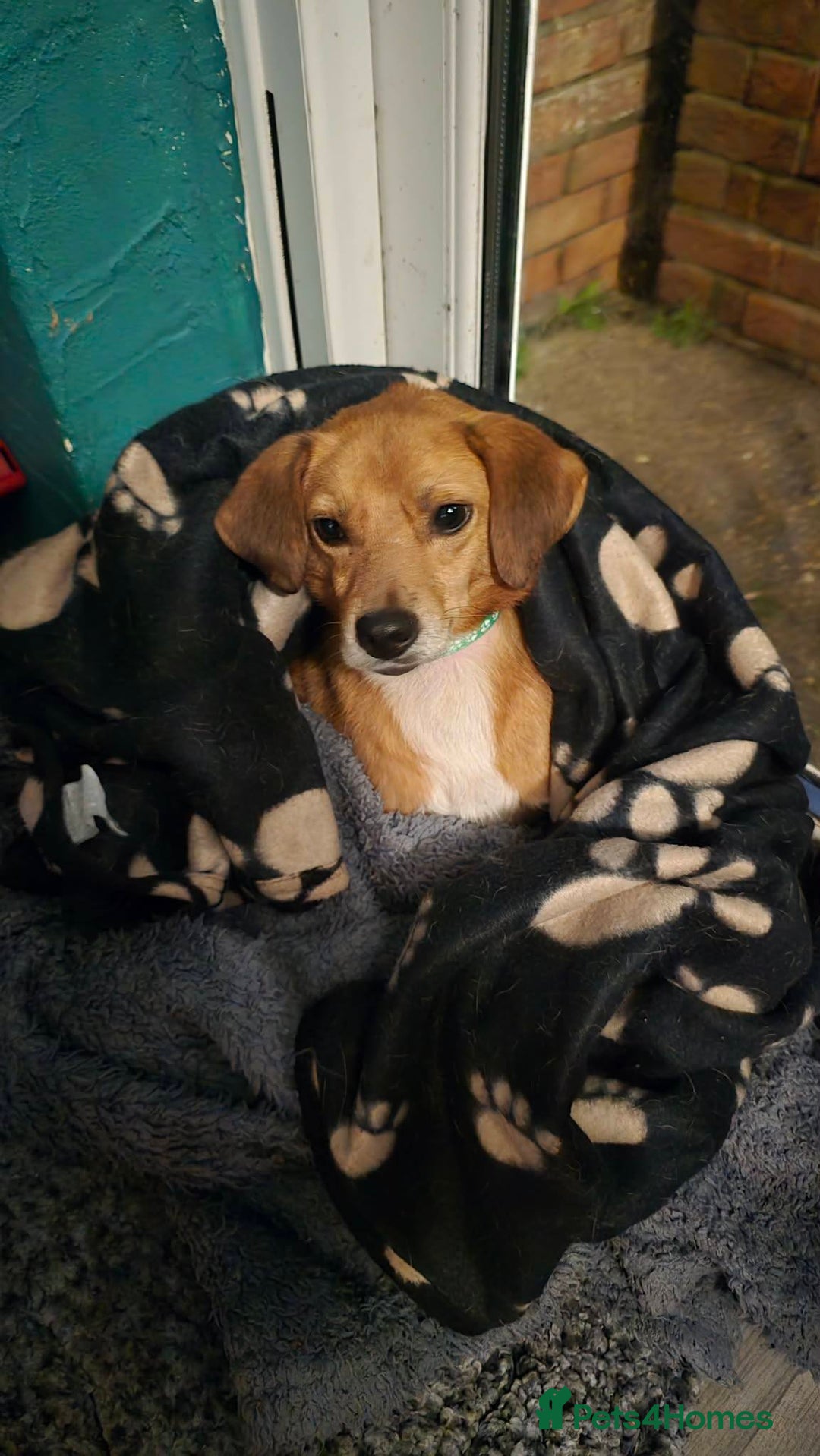 Mixed Breed dogs for adoption: Michael for adoption - Advert 7