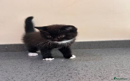 British Shorthair cats for sale: Adorable kittens ready to go 💙🩷 - Image 8