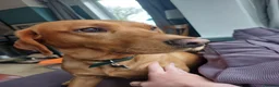 Labrador Retriever dogs for stud: Proven Stud - Dexter - Fox Red Lab - Advert 10