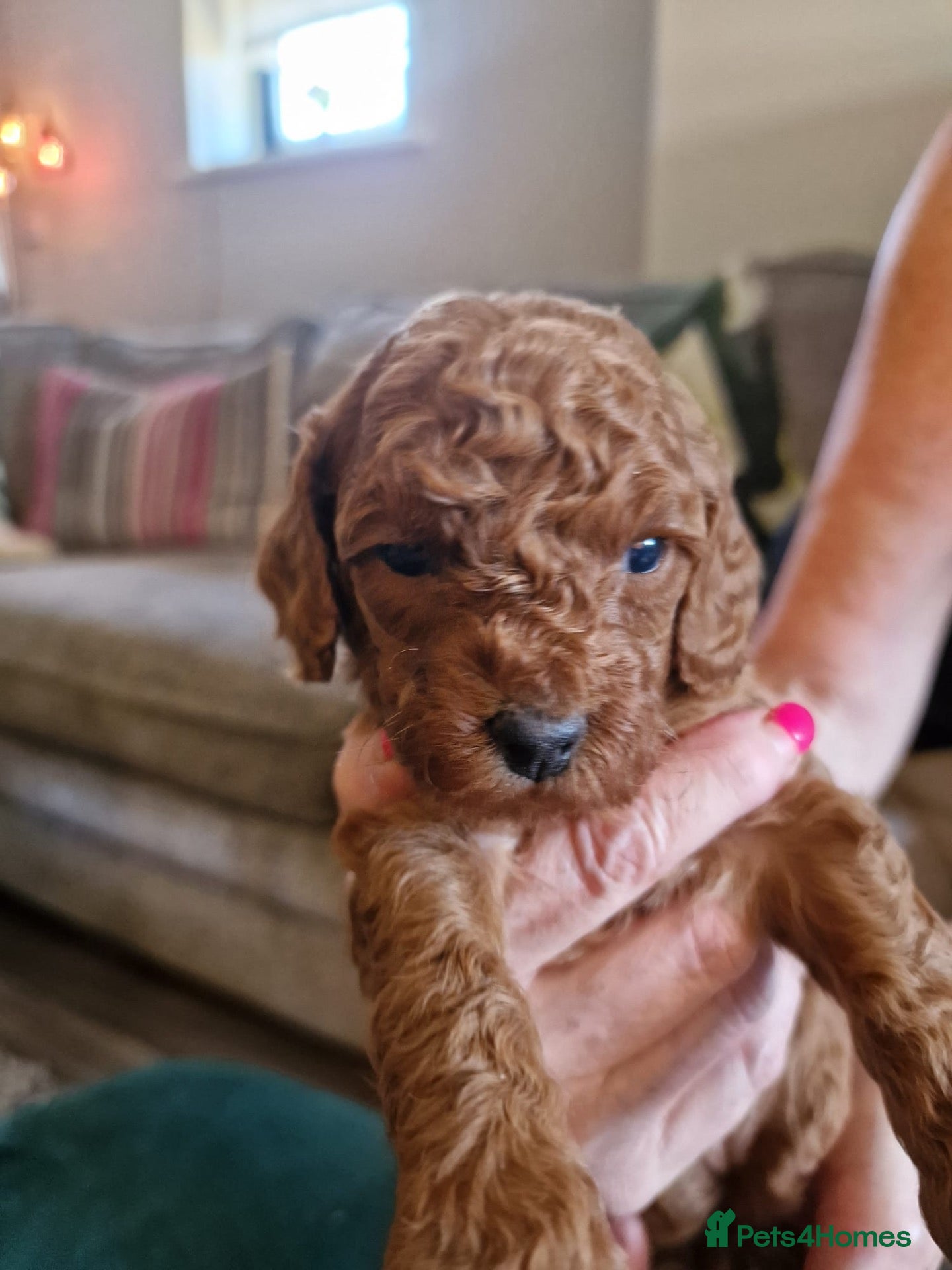 Miniature Poodle dogs 6 red and apricot KC registered poodles  - Advert 7
