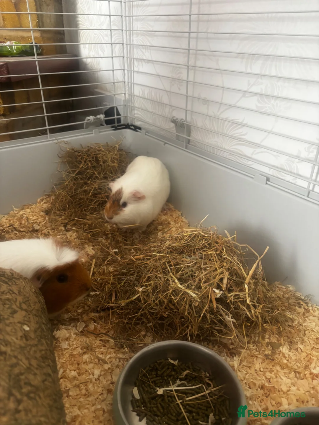 Guinea Pig rodents for sale: Pair of female Guinea Pigs for sale - Advert 2