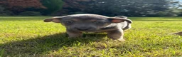Jack Russell dogs for sale: Gorgeous miniature Jack Russell puppies ready now - Advert 9