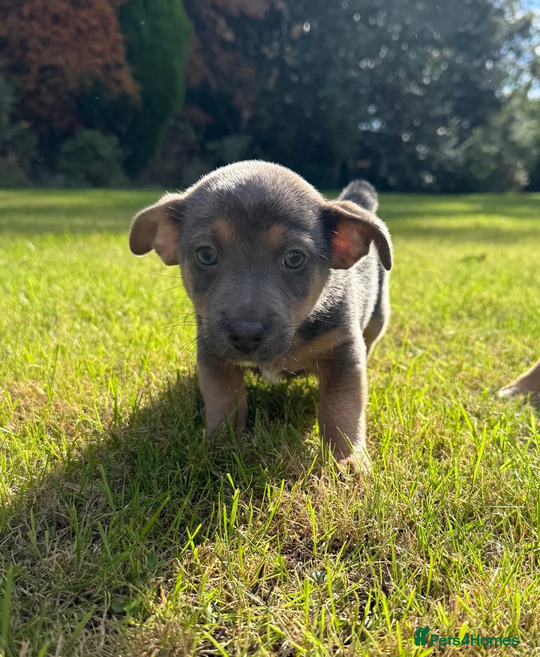 Jack Russell dogs for sale: Gorgeous miniature Jack Russell puppies ready now - Advert 9