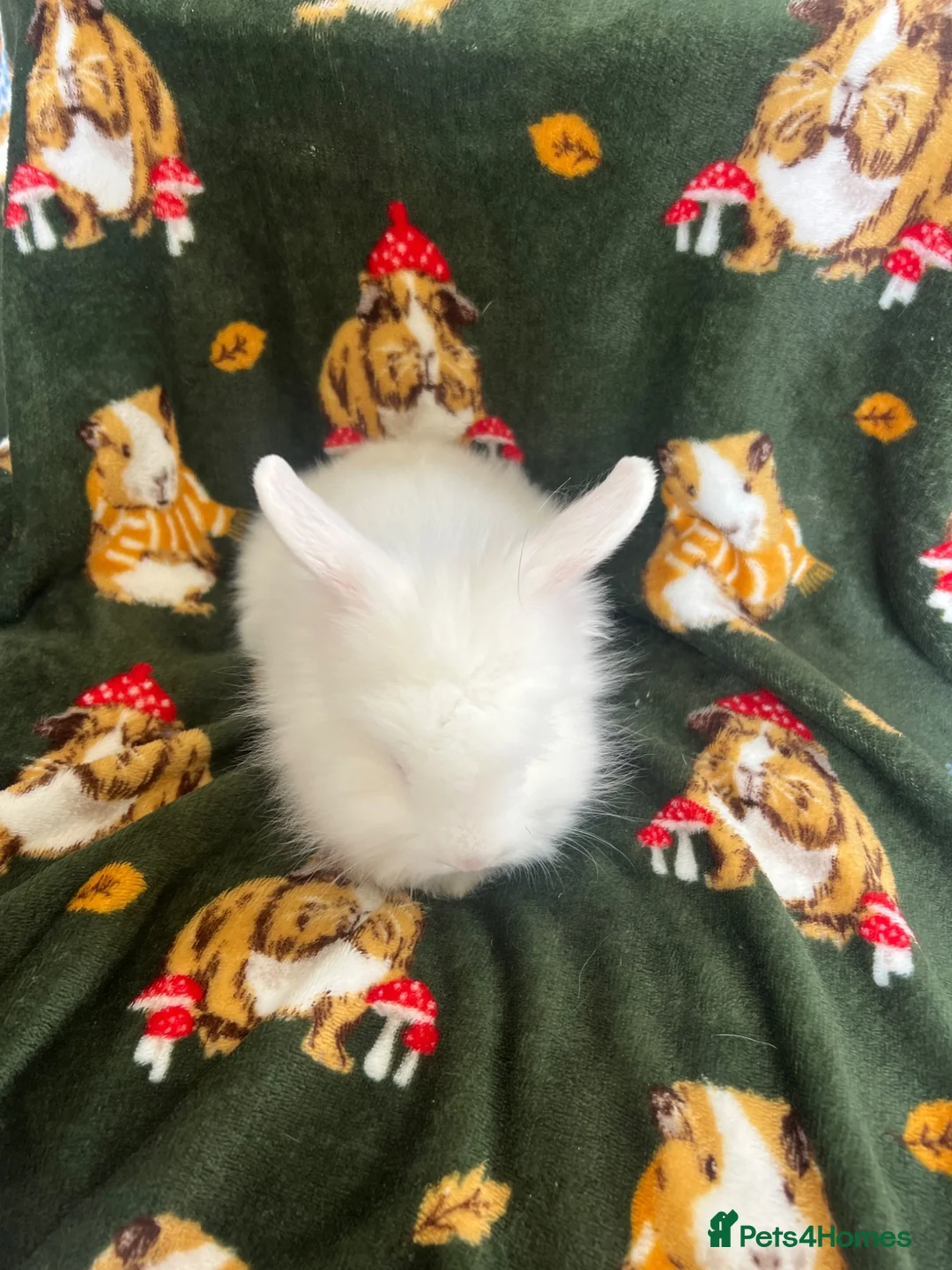Lionhead rabbits for sale: 3 lion heads  - Advert 2