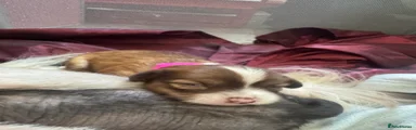 Chinese Crested 4