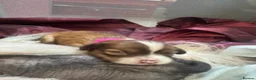 Chinese Crested dogs for sale: chinese crested puppys hairless ! :) - Advert 11