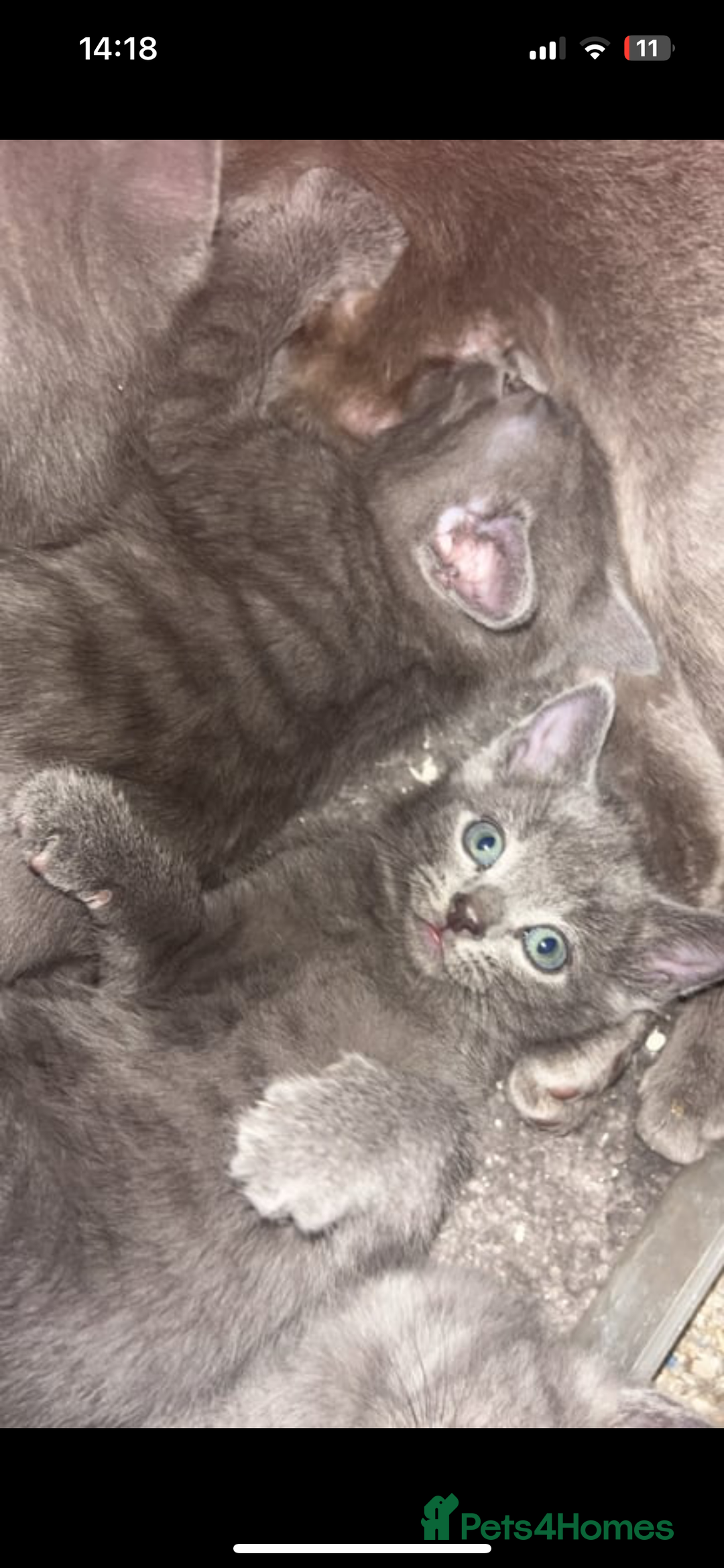 Russian Blue cats for sale: Russian blue x french short hair - Image 13