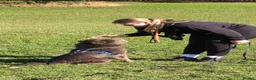 Shar Pei dogs for stud: STUD/BEAR COAT SHA PEI - Advert 7