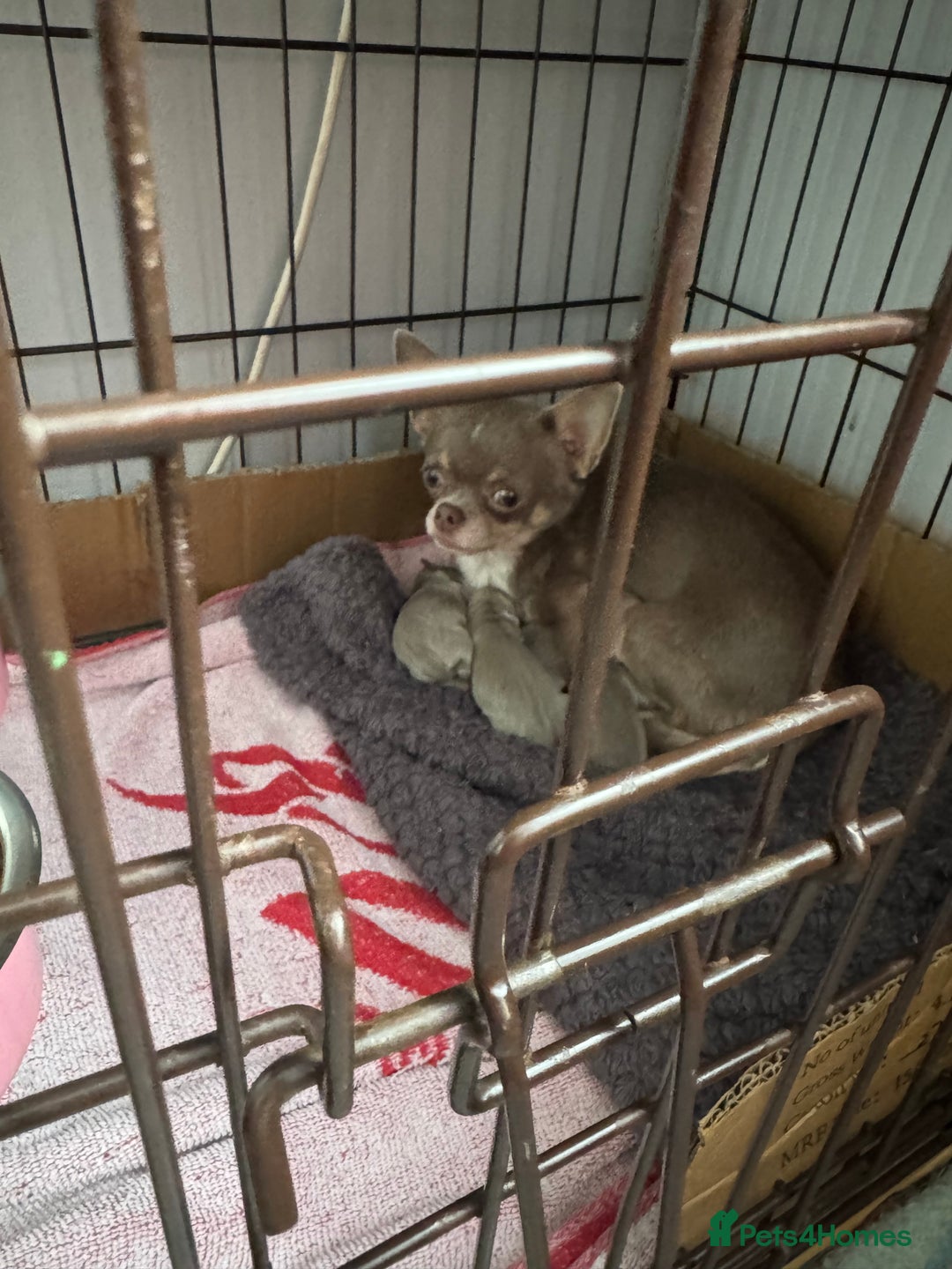 Chihuahua dogs for sale: Lilac puppies  - Image 8
