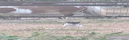 Jack Russell dogs for sale: Jack Russell Puppies for Sale - Advert 6