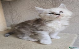 Maine Coon cats for sale: RARE Maine Coon Kittens Black Shaded  - Image 25
