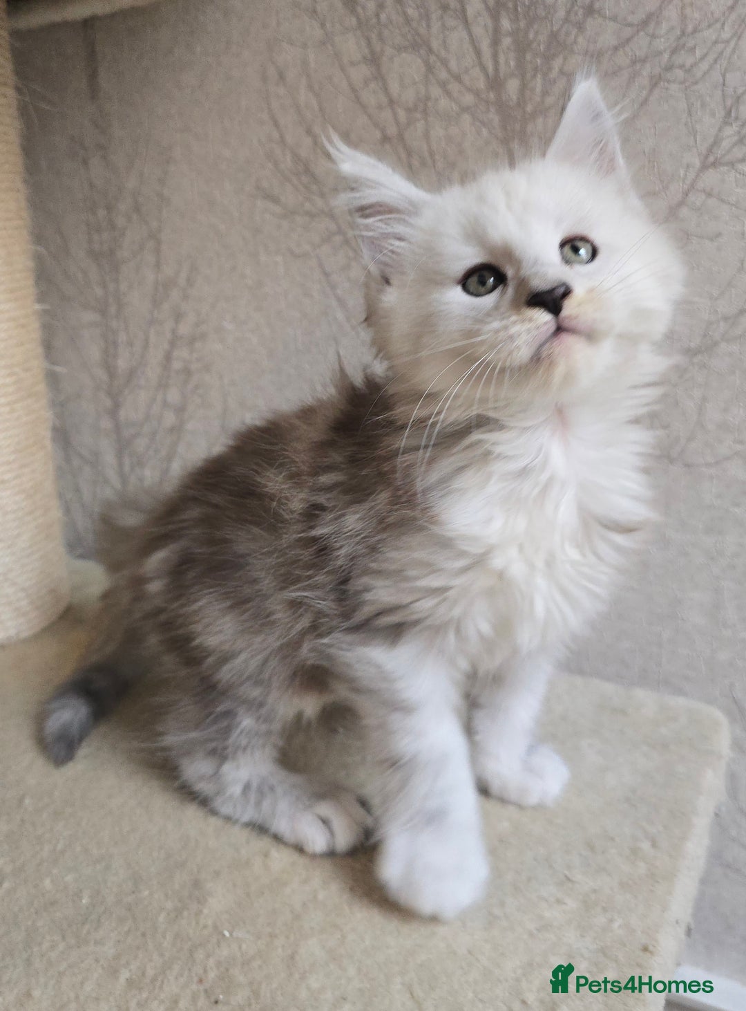 Maine Coon cats for sale: RARE Maine Coon Kittens Black Shaded  - Image 25