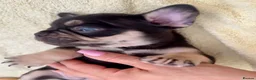 French Bulldog dogs for sale: Outstanding French Bulldog puppies  - Advert 14