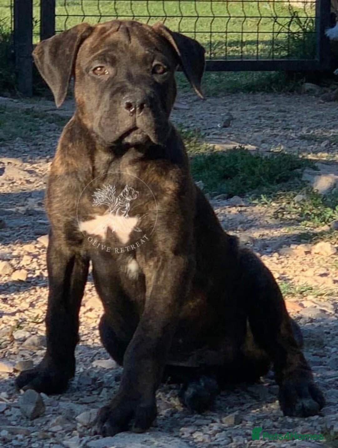 Cane Corso dogs for sale: Italian Working Cane Corso - Advert 4