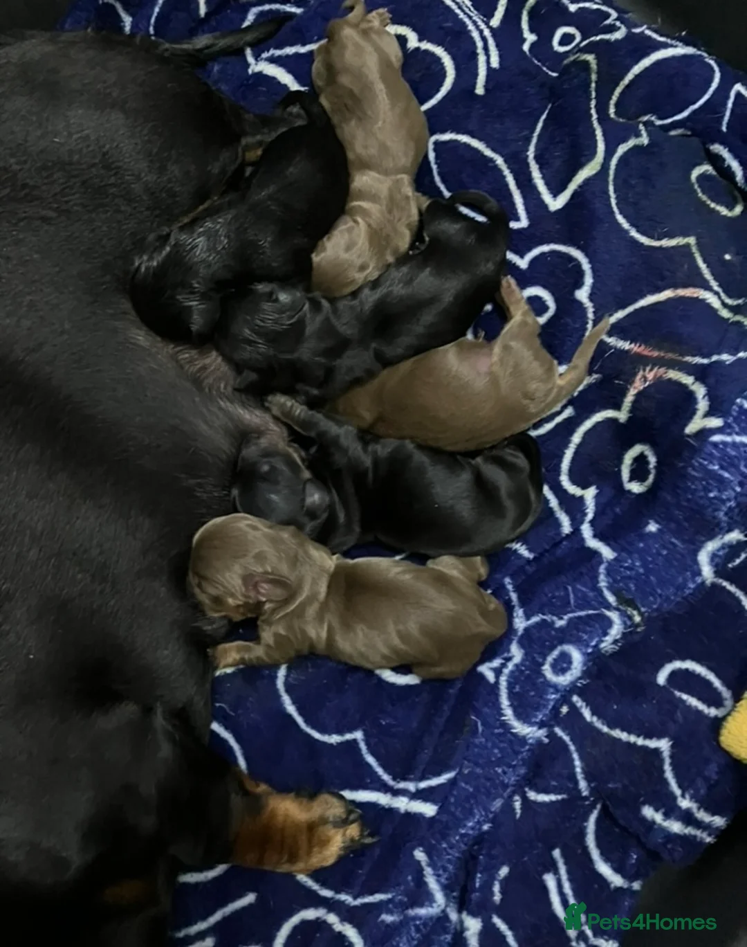 Miniature Dachshund dogs for sale: Miniature Smooth Dachshund   - Advert 3