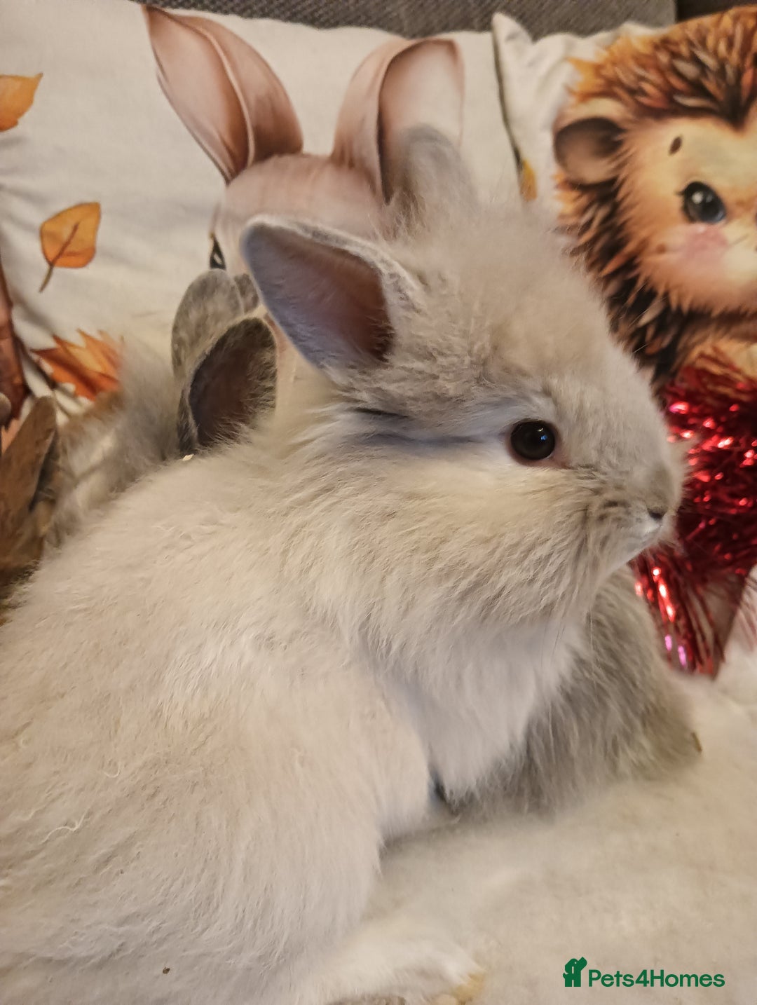 Mixed Breed rabbits for sale: Baby rabbits  - Advert 9