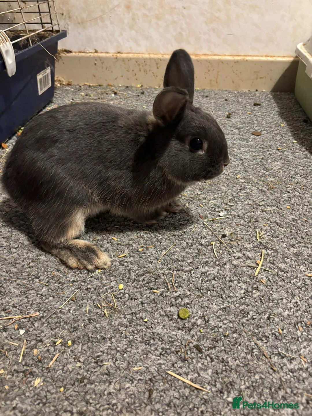 Netherland Dwarf rabbits for sale: One boy to a good home in Kettering - Advert 3