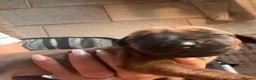 Rhodesian Ridgeback dogs for sale: KC Registered Rhodesian Ridgebacks - Advert 5