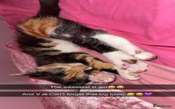 Mixed Breed cats for sale: Beautiful tortoiseshell kitten - Image 2