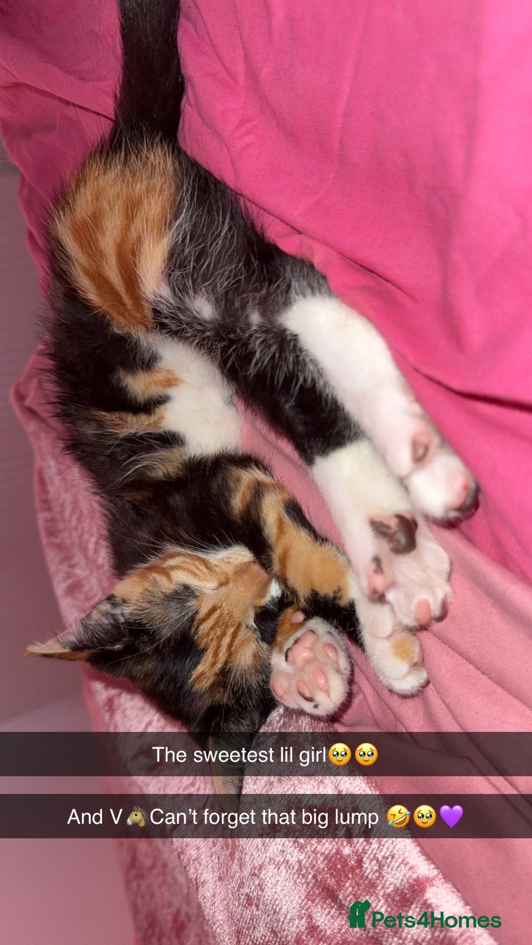Mixed Breed cats for sale: Beautiful tortoiseshell kitten - Image 2