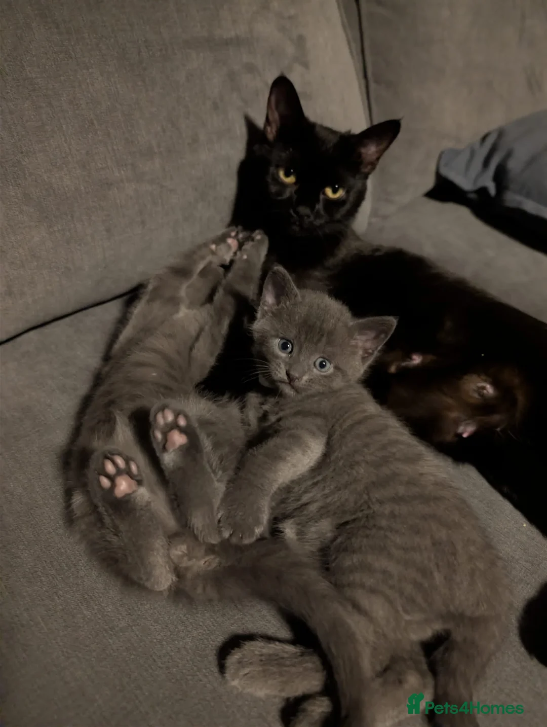 Mixed Breed cats for sale: Kittens for sale.  in Aberdeen - Advert 1