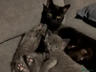 Mixed Breed cats Kittens for sale. - Advert 3