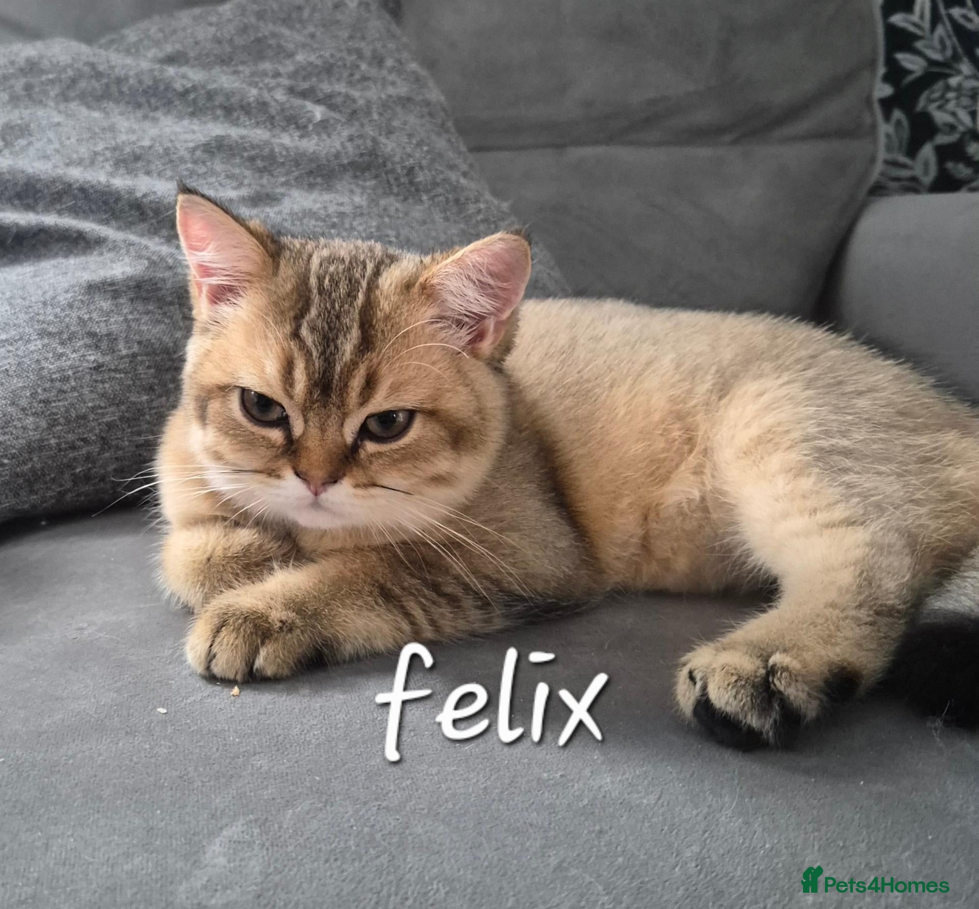 British Shorthair cats Beautiful registered Golden , ready now .  - Advert 1