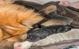 Shar Pei dogs for sale: Shar Pei Puppies - Ready 23rd December - Image 15