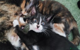 Mixed Breed cats for sale: kittens gorgeous kittens for sale  - Image 1