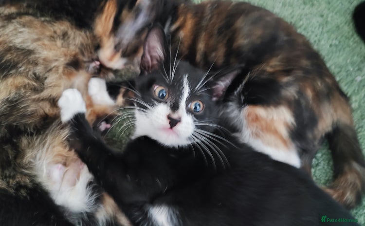 Mixed Breed cats - Advert 3