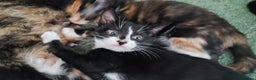 Mixed Breed cats for sale: kittens gorgeous kittens for sale  - Advert 1