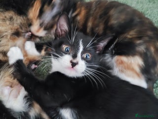 Mixed Breed cats - Advert 13