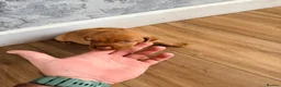 Hungarian Vizsla dogs for sale: Short haired Hungarian Viszla - Advert 29