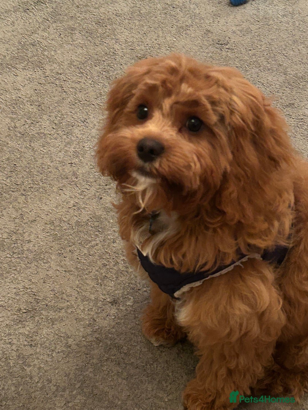 Cavapoo dogs for sale: Rehoming a Cavapoo boy 5 months old - Advert 5