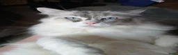 Ragdoll cats for sale: Tortie Ragdoll and Ragdoll x Turkish Angora  - Advert 3