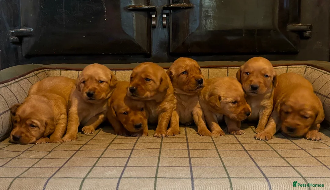 Goldador dogs for sale: Stunning Goldador puppies  - Advert 1