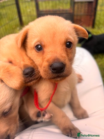 Springador dogs for sale - Advert 2