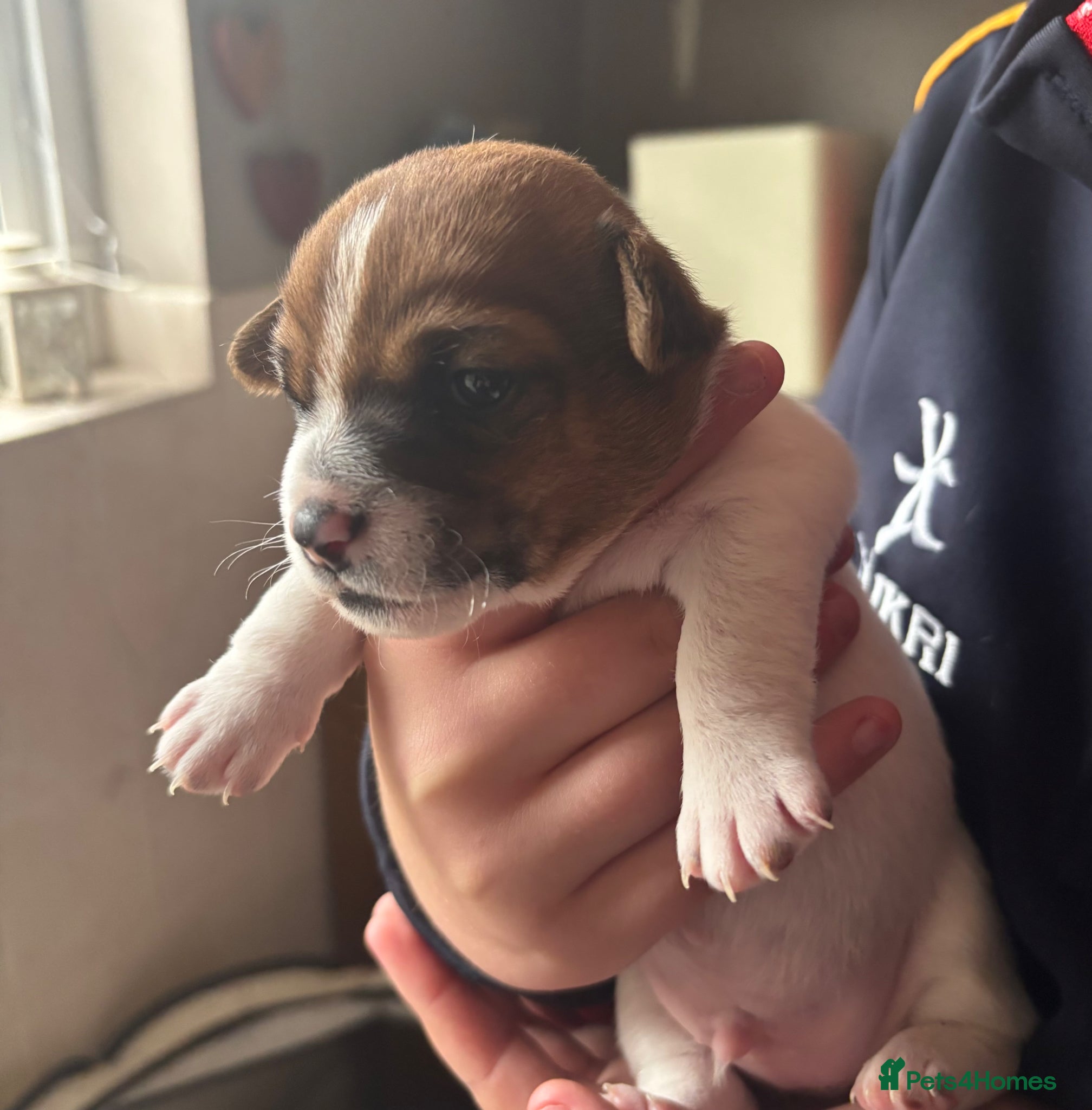 Jack Russell dogs for sale: Minature Jack Russell pups  in Enniskillen - Advert 7