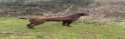 Labrador Retriever dogs for sale: Choc dual purpose Lab pups, KC Reg Health Tested  in Filey - Advert 5