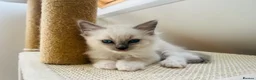 Ragdoll cats for sale: Beautiful ragdoll kittens blue and mitted - Advert 16