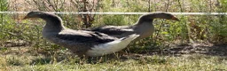 Geese poultry for sale: Sold … - Advert 3