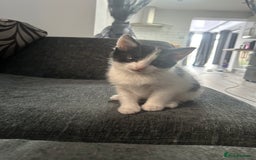 American Shorthair cats for sale: Kittens for sale  - Image 1