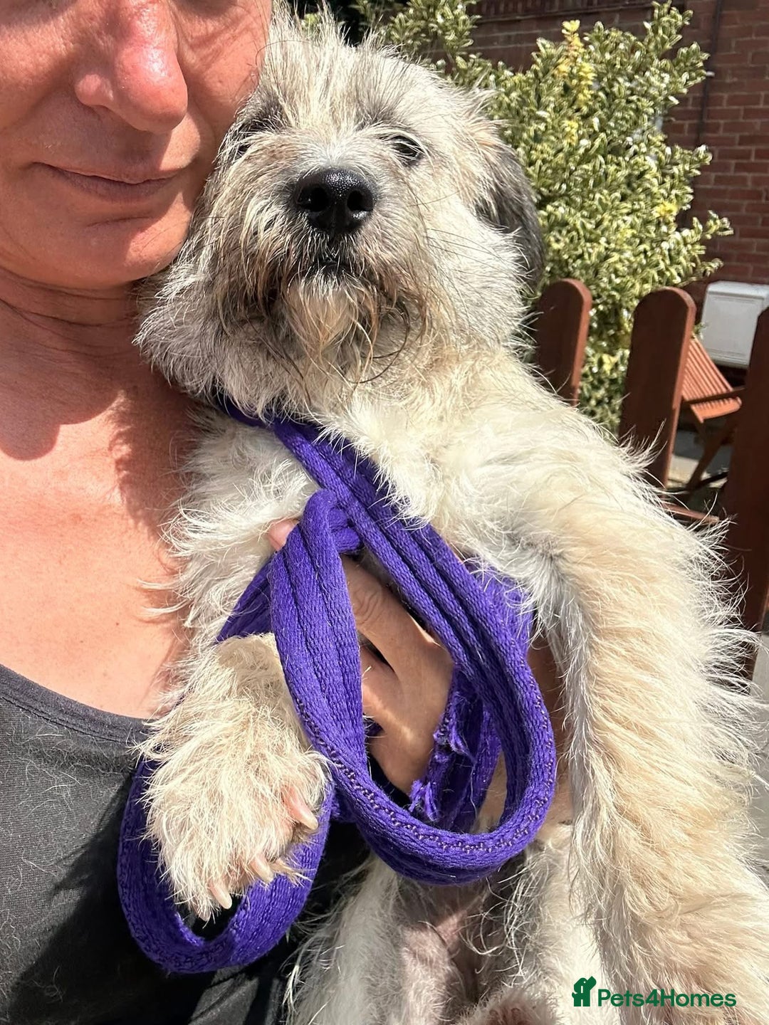 Mixed Breed dogs for adoption: Suzy - Norwich Norfolk  - Image 6