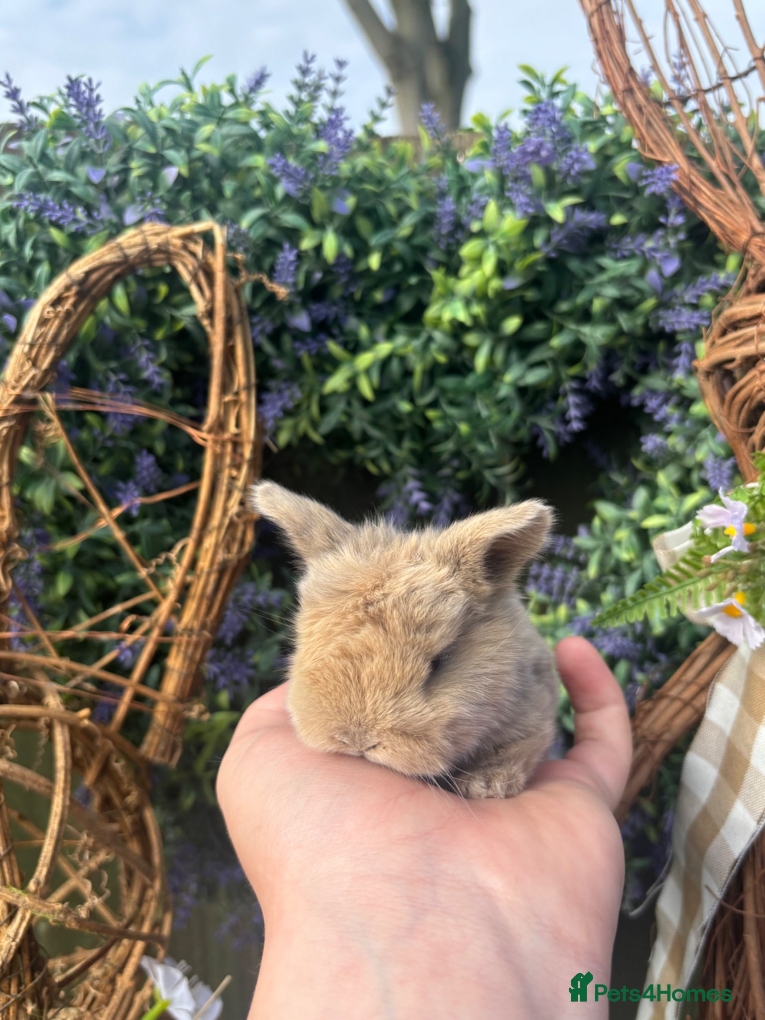 Mini Lop rabbits Mini lop babies  - Advert 17