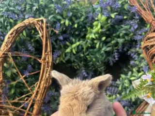 Mini Lop rabbits Mini lop babies - Advert 17