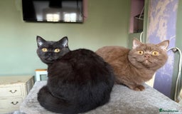 British Shorthair cats for sale: Beautiful British Shorthair kittens - Image 11
