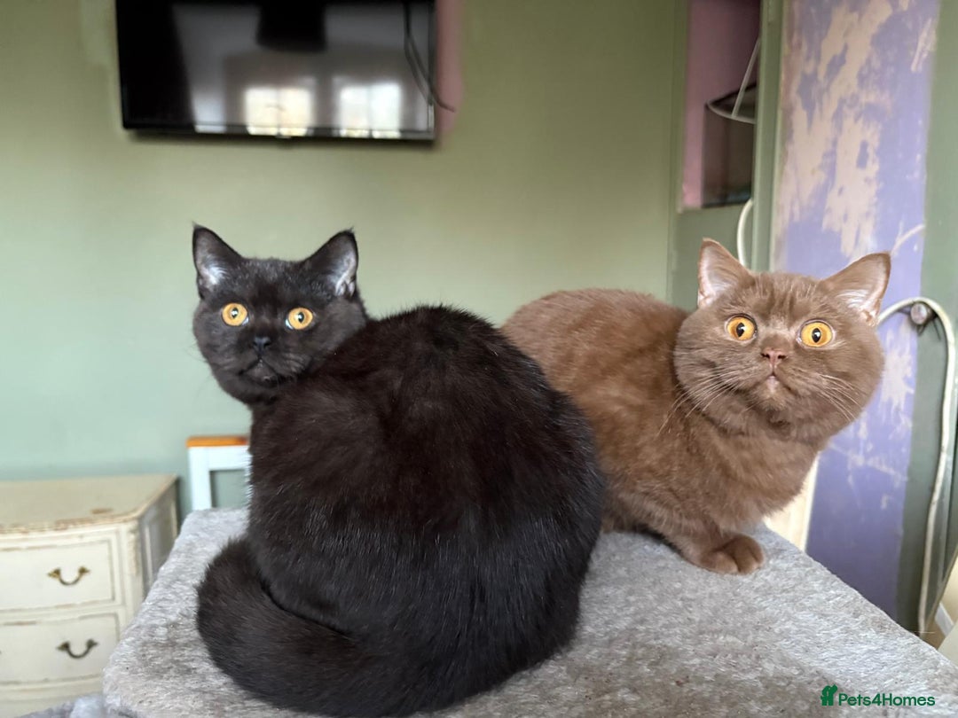 British Shorthair cats for sale: Beautiful British Shorthair kittens - Image 11
