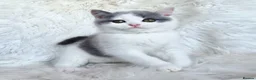 British Shorthair cats for sale: Gorgeous loving purr machines  - Advert 5