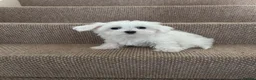Maltese dogs for sale: Stunning Maltese puppies - Advert 5